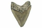Serrated, Fossil Megalodon Tooth - North Carolina #274791-2